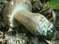 Nyári vargánya (Boletus reticulatus), Somogy
